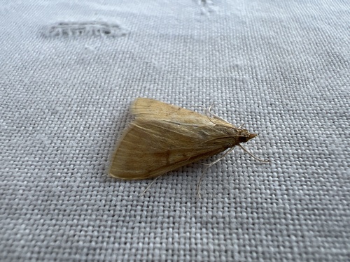 European Corn Borer Moth