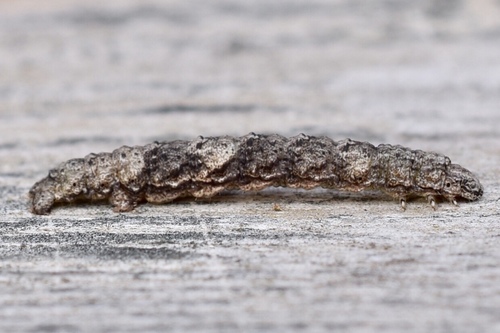 Pale Metanema Moth