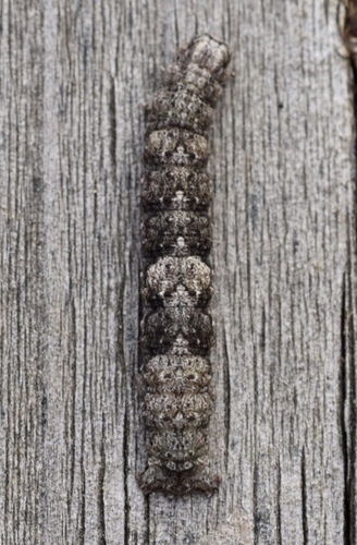 Pale Metanema Moth