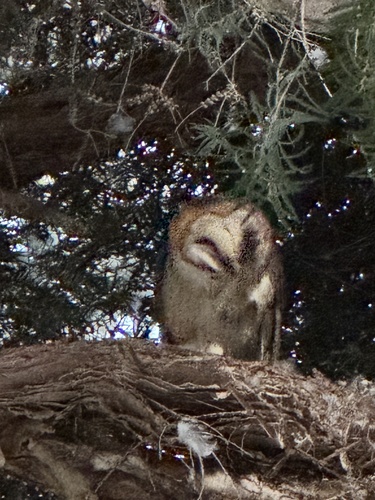 View observation of {o.common_name} on iNaturalist