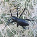 Giant Cactus Longhorn Beetle - Photo (c) Jane Dixon, all rights reserved, uploaded by Jane Dixon