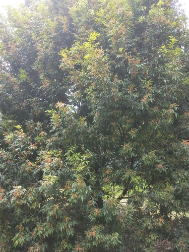 Lepiderema pulchella Radlk.