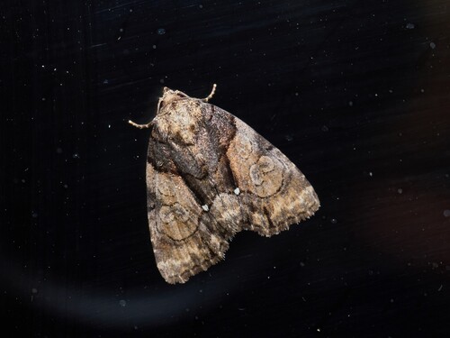 Chytonix albonotata