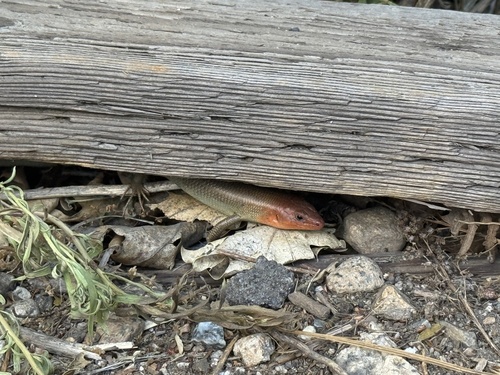 iNaturalist observation photo of Gilbert's Skink