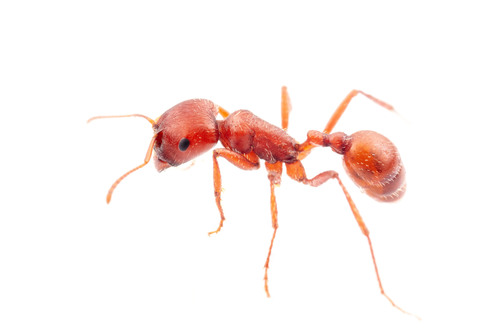 Pogonomyrmex apache