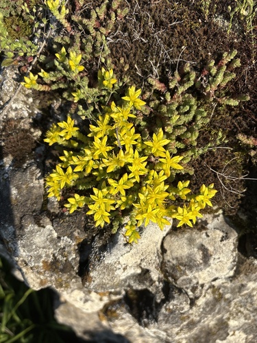 Biting Stonecrop