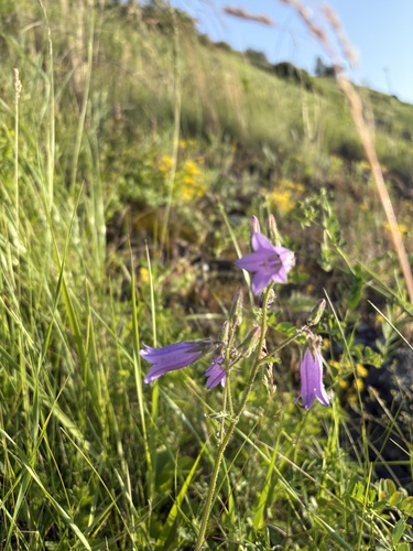 Siberian Bellflower