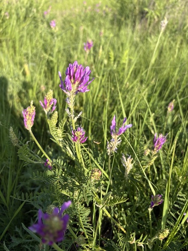 saintfoin milk vetch
