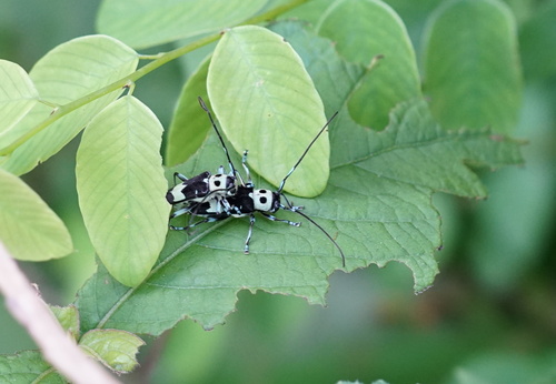Paraglenea fortunei