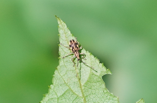 Myllocerinus aurolineatus