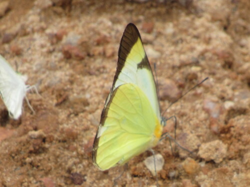 Common Melwhite