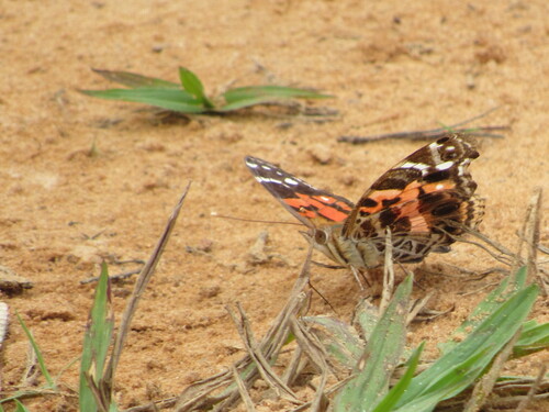 Banded Lady