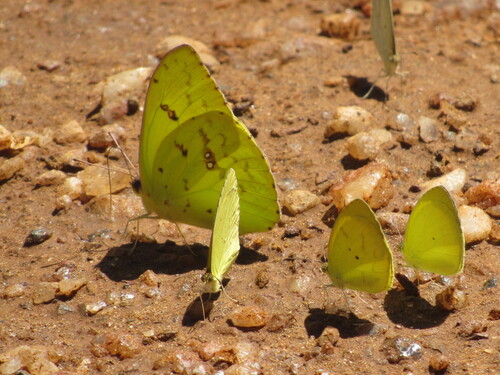 Marcellina Sulphur