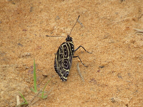 eighty butterfly