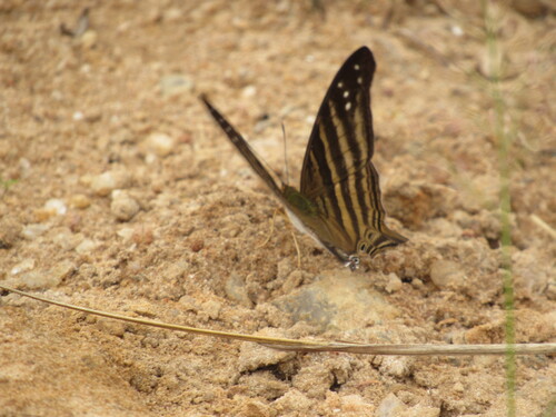 Many-banded Daggerwing