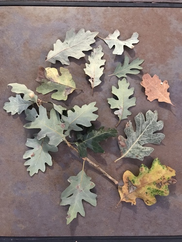 Oregon × valley oak