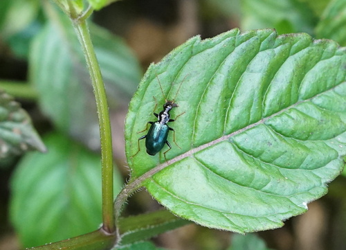 Dicranoncus femoralis