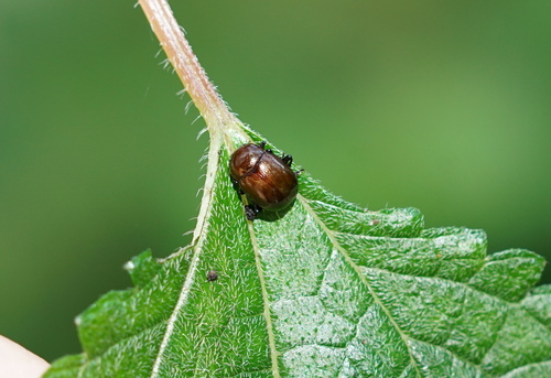Potaninia assamensis