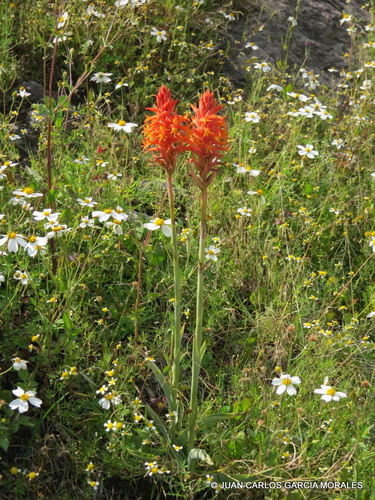 Scarlet Lady's Tresses