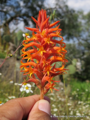 Scarlet Lady's Tresses