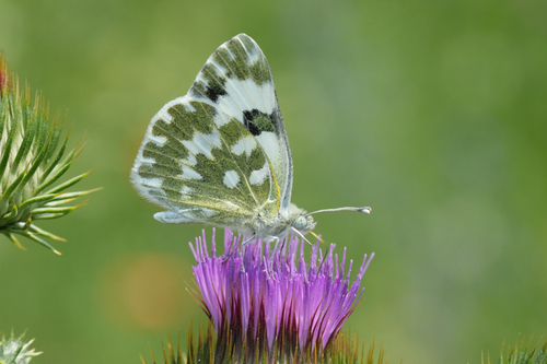 Eastern Bath White