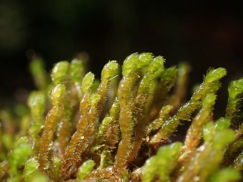 Chiastocaulon biserialis