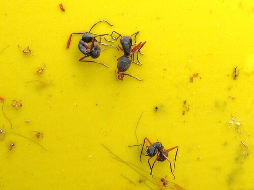 Camponotus rufipes