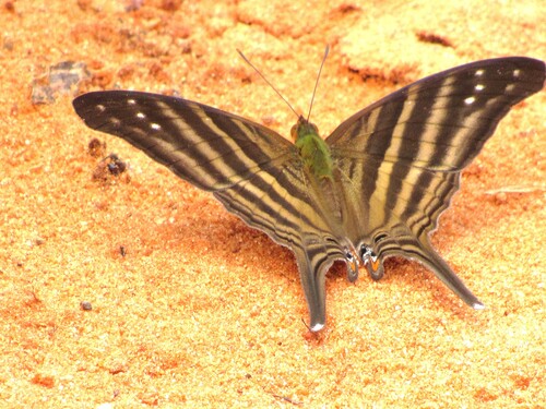 Many-banded Daggerwing