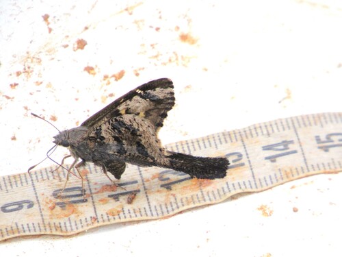 Mottled Longtail