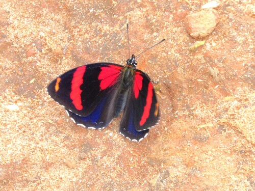 eighty butterfly