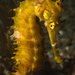 Observation photo