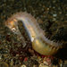 Observation photo