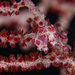 Observation photo