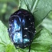 Taiwanese Spurred Flower Beetle - Photo (c) 陳雨君, all rights reserved, uploaded by 陳雨君