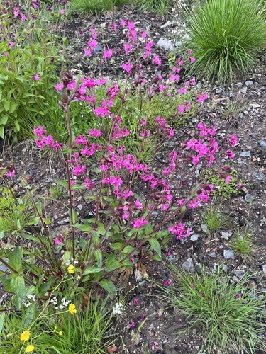 red campion