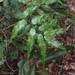 Lygodium salicifolium - Photo (c) Len Worthington, todos los derechos reservados, subido por Len Worthington