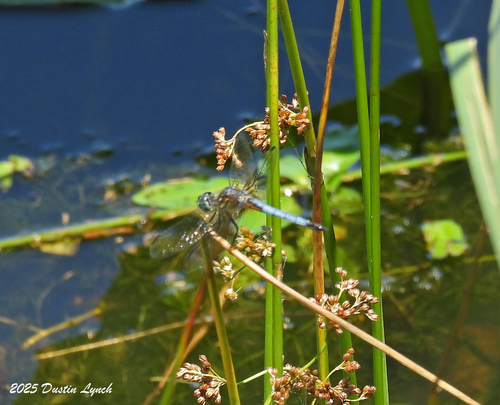 Blue Dasher
