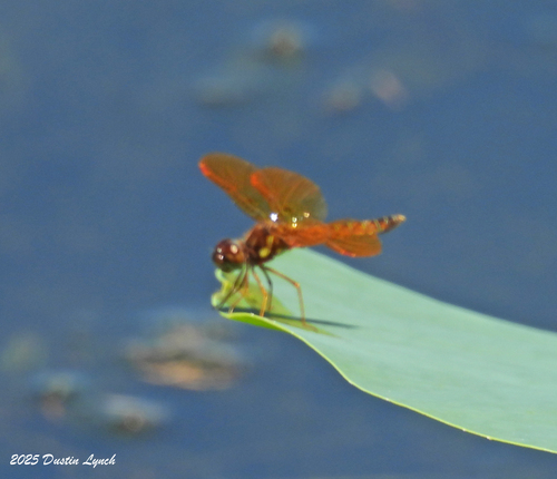 Eastern Amberwing