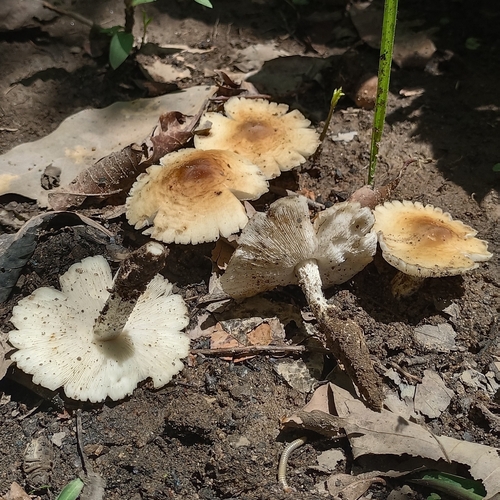 Termitomyces songolarum