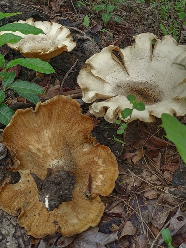 Pleurotus tuber-regium