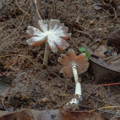 Volvopluteus earlei