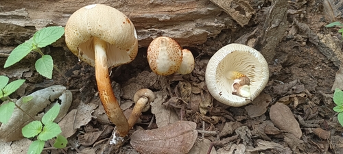 Candelolepiota sinica