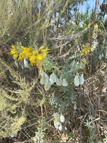 iNaturalist observation photo of Bladderpod