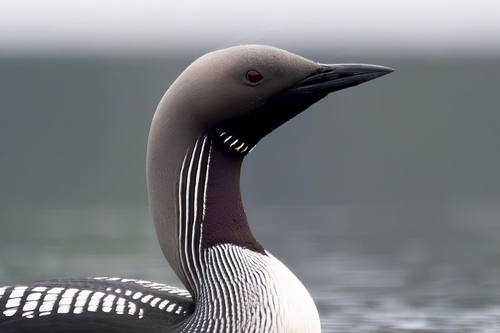 Arctic Loon