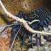 Painted Spiny Lobster - Photo (c) Jason Harris, all rights reserved, uploaded by Jason Harris