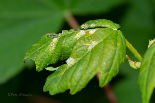 Aceria macrocheluserinea