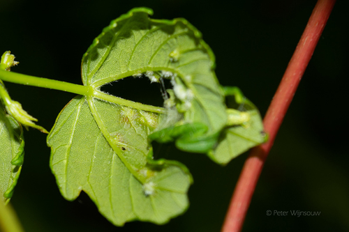 Aceria macrocheluserinea