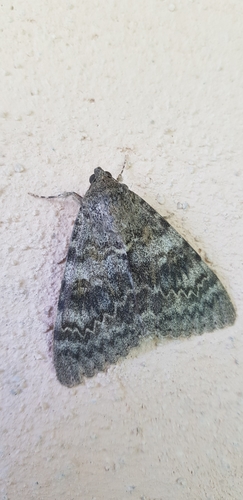 French Red Underwing