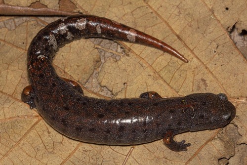 Pseudoeurycea obesa