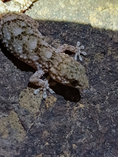 Moorish Gecko